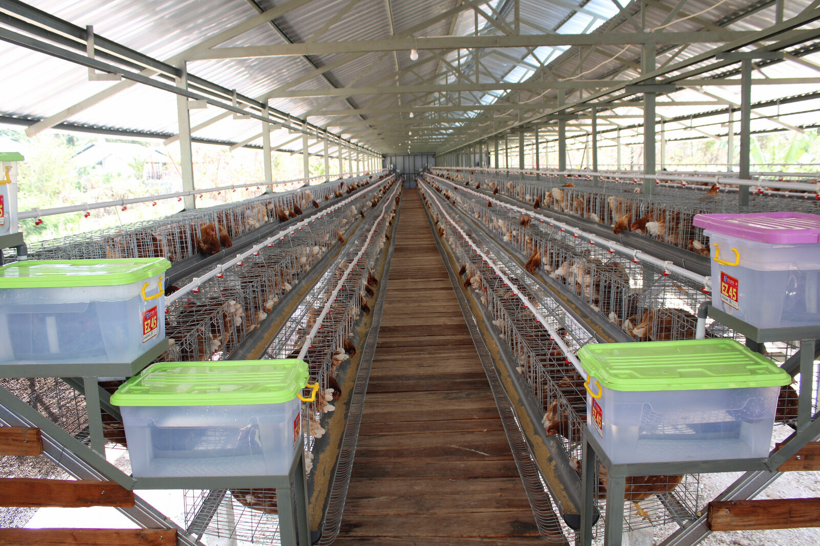 Ayam petelur 4